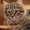 котята сибирские - Изображение #1, Объявление #5075