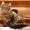 котята сибирские - Изображение #3, Объявление #5075