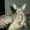 Продам котенка породы донской сфинкс (девочка) с родословной #25341