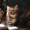 Сибирские котята с родословной! - Изображение #1, Объявление #79821