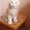 Сибирские котята с родословной! #79821