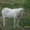 Племенной зааненский козел 1, 5 года, чистопородный, вязка #80592