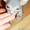 Продам котят породы Донской сфинкс #237015
