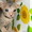 Продам котят породы Донской сфинкс - Изображение #2, Объявление #237015