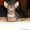 Продам котят породы Донской сфинкс - Изображение #3, Объявление #237015