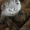 Шотландский вислоухий котёнок девочка - Изображение #1, Объявление #271172