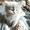 Котята - персы ждут заботливого хозяина - Изображение #3, Объявление #278726