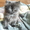 Котята - персы ждут заботливого хозяина - Изображение #6, Объявление #278726