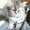 Котята - персы ждут заботливого хозяина - Изображение #2, Объявление #278726
