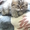 Котята - персы ждут заботливого хозяина - Изображение #1, Объявление #278726