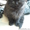 Котята - персы ждут заботливого хозяина - Изображение #5, Объявление #278726