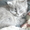 Котята - персы ждут заботливого хозяина - Изображение #4, Объявление #278726