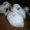 Ангельские щенки породы бишон фризе - Изображение #1, Объявление #390563