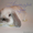 Малыши крольчата кролики карликовые - Изображение #2, Объявление #385870