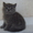 Продаются британские котятки #405029