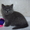 Продаются британские котятки - Изображение #4, Объявление #405029