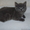 Продаются британские котятки - Изображение #1, Объявление #405029