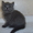 Продаются британские котятки - Изображение #2, Объявление #405029