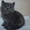 Продаются британские котятки - Изображение #3, Объявление #405029
