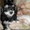 Гламурный щенок китайской хохлатой - Изображение #2, Объявление #400404