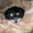Гламурный щенок китайской хохлатой - Изображение #1, Объявление #400404