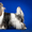 щенки Бивер йорка (цветные йорки) - Изображение #1, Объявление #444541
