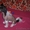 Щеночки  Китайской хохлатой собаки - Изображение #1, Объявление #432349