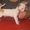 чихуахуа самая маленькая собака - Изображение #2, Объявление #472487