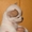 чихуахуа самая маленькая собака - Изображение #1, Объявление #472487