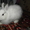 Продам за символичную плату породистого кролика - Изображение #3, Объявление #472128