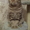 Кот приглашает кошечек для вязки - Изображение #1, Объявление #511057