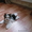 щенки Бивер йорка (цветные йорки) - Изображение #3, Объявление #444541