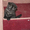 Чудесные котята шотландской вислоухой - Изображение #1, Объявление #529192