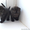 Чудесные котята шотландской вислоухой - Изображение #2, Объявление #529192
