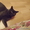 Шотландский кот страйт приглашает на вязку кошечек #546742