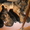 щенки немецкой овчарки редких зонарных окрасов - Изображение #2, Объявление #536245