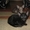 Ориентальные котята 25.12.2011г.р. - Изображение #1, Объявление #530704