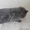 шотландская кошечка скоттиш-страйт - Изображение #1, Объявление #536446