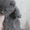 шотландская кошечка скоттиш-страйт - Изображение #2, Объявление #536446