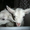 Коза зааненская дойная, козлята - Изображение #1, Объявление #541348