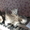 Персидские котята ищут добрых хозяев! - Изображение #1, Объявление #550958