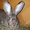 Кролики породы фландр - Изображение #1, Объявление #590993
