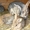 Кролики породы фландр - Изображение #2, Объявление #590993