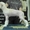 Подрощенный щенок китайской хохлатой - Изображение #2, Объявление #601254