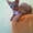 Продам котят "Донской сфинкс" - Изображение #3, Объявление #700811