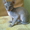 Продам котят "Донской сфинкс" - Изображение #2, Объявление #700811