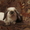 Вислоухие кролики породы "Карликовый баран." - Изображение #4, Объявление #725606