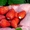 саженцы земляники садовой (клубники) - Изображение #4, Объявление #714363