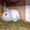 Карликовые декоративные крольчата-малыши - Изображение #1, Объявление #726580