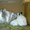 Карликовые декоративные крольчата-малыши - Изображение #2, Объявление #726580